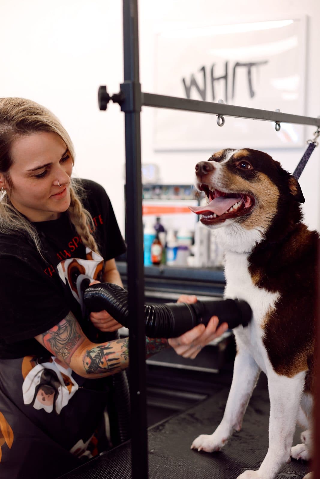 A Paw Spa groomer blow-drying a happy tricolor dog on the grooming table.
