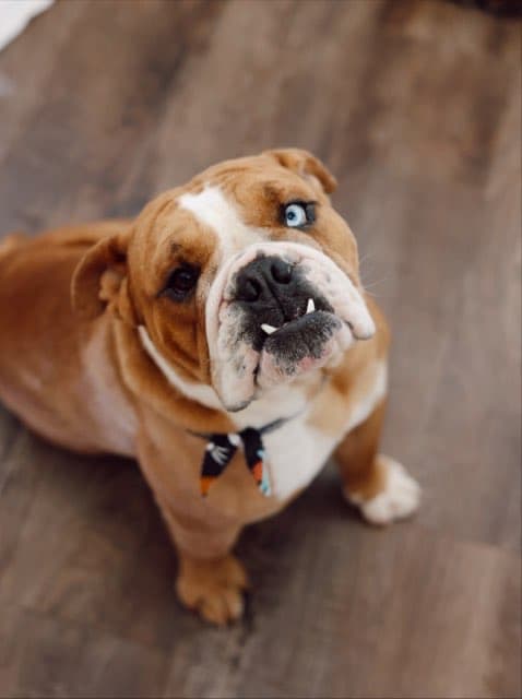 A brown-and-white bulldog looking up at the camera at The Paw Spa.