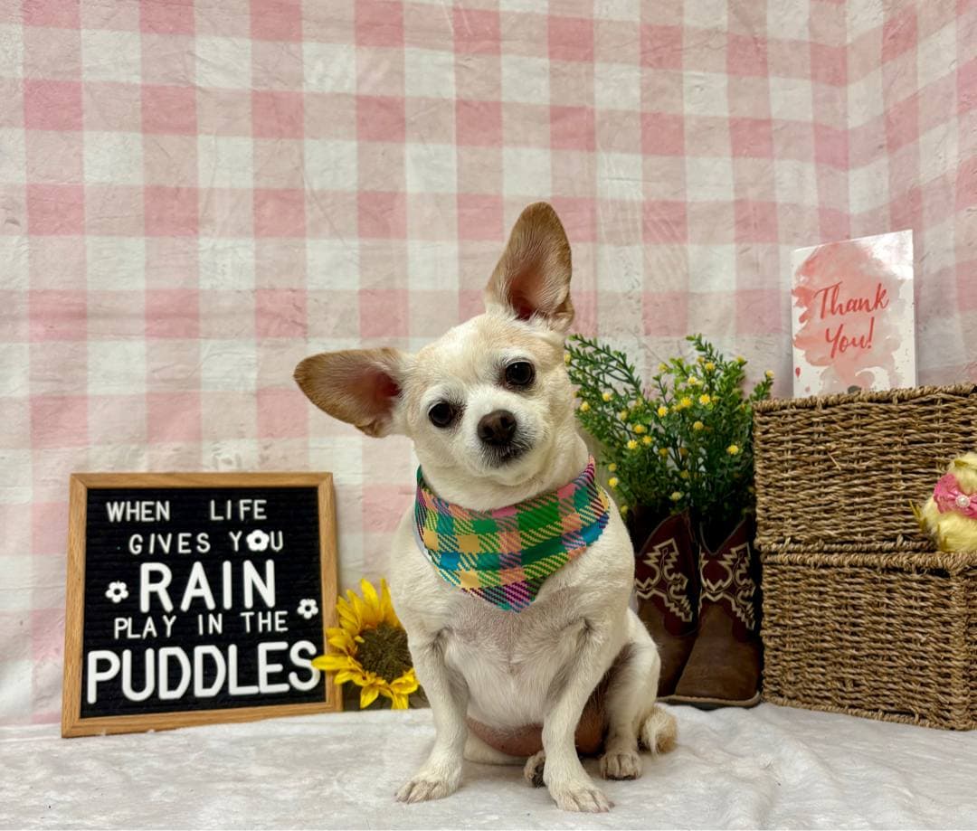 A Chihuahua with a colorful finishing bandana.