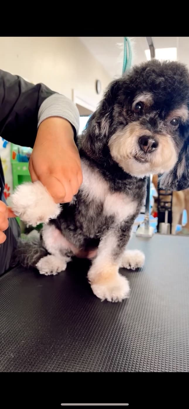 A small dog on a Paw Spa grooming table.