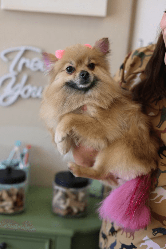 A Pomeranian showing off a fresh groom and bright pink tail.